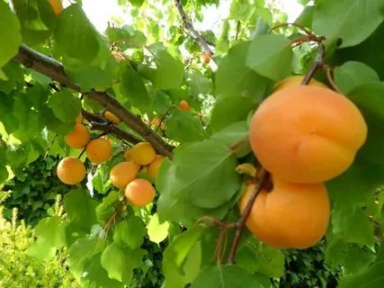 قیمت قیسی میوه